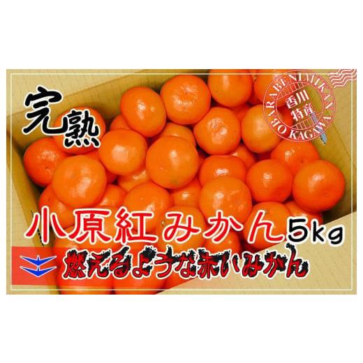 ふるさと納税 香川県 坂出市 小原紅早生みかん 香川県産 約5kg S 〜 Lサイズ ｜ みかん