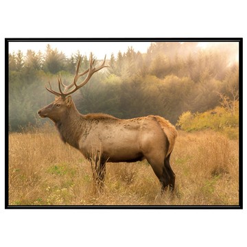 Boluo 菠蘿選畫所 晨光下的麋鹿 APFA4609B  59.4 x 42cm  黑色