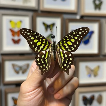 🦋翠斑青鳳蝶🦋蝴蝶 昆蟲 模型 乾貨三角紙包裝 #非活體 #類模型 #藝術品