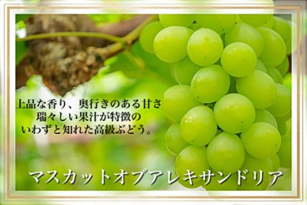 Gg-2　岡山県産　果物と新米の定期便　全３回コースC