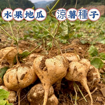 💥臺灣發貨💥【水果地瓜 涼薯種子】（100粒）涼薯沙薯地瓜種子 今年新種庭院菜園蔬果種子 四季播種 可生吃早熟水果超高產