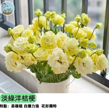 【期間限定】淡綠洋桔梗種子 稀有清新綠色花 切花玫瑰 盆花植物 陽台庭院種植 多花重瓣 氣質高雅 送禮自用