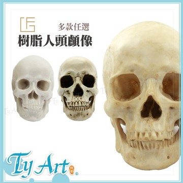 ●同央美術網購 F&G 樹脂人頭顱 -仿真  1:1 1:2 下顎可拆 可拆卸造型 手工上色 三色y
