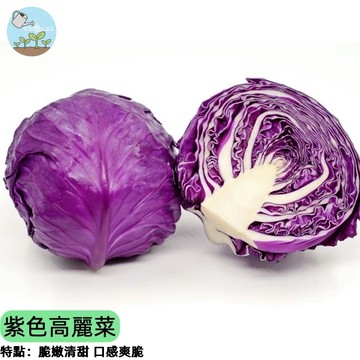 【抗癌蔬菜】紫色高麗菜種子 紫甘藍種子 營養加倍 生菜沙拉必備 陽台盆栽 家庭菜園 富含花青素 好種易活