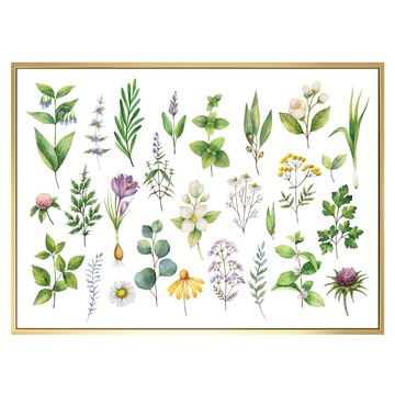 菠蘿選畫所 清新野花與草藥 掛畫 40 x 30cm 框｜居家裝飾  金色