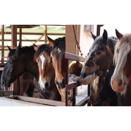 ふるさと納税 純熊本県産 上霜降り 馬刺し セット 400g 馬肉 上赤身 熊本県熊本市