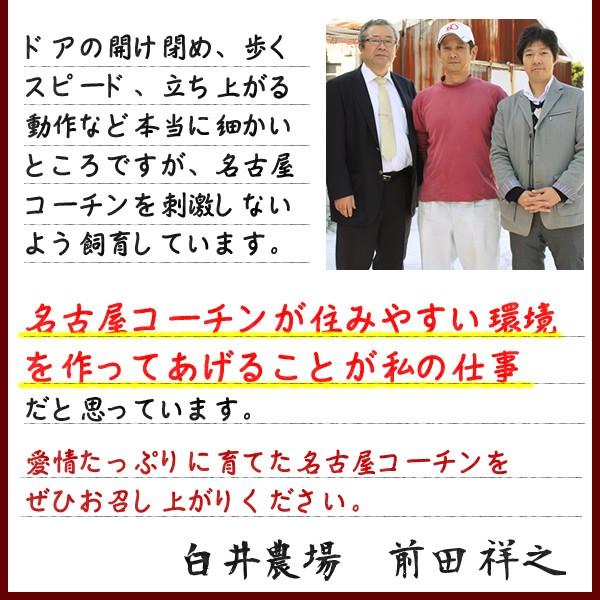 お鍋セット 名古屋コーチン 鍋用肉とスープセット（野菜なしセット）  地鶏 コーチン鍋 コーチン