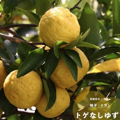ゆず 柚子 果樹 苗木 とげなしユズ 1年生 接ぎ木 4.5号 直径13.5 ゆず 柚子 果樹 苗木 とげなしユズ 1年生 接ぎ木 4.5号 直径13.5