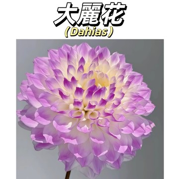 （快速出貨）巨型大麗花種子 四季易種 耐寒易活 開花不斷 植物種子 開花超美 庭院陽台盆栽花種子