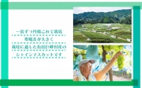 [厳選・産直]有田巨峰村の朝採りシャインマスカット　約1.4kg★2024年8月下旬頃より順次発送