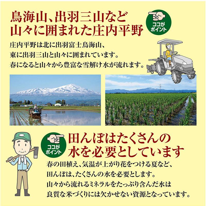 令和５年産 つや姫１０kg（５kg×２袋）山形県の米どころ庄内平野で育った庄内米 送料無料