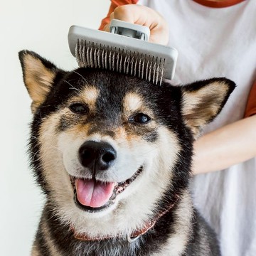 奧本電剪 寵物除廢毛伸縮針梳(中大型犬)