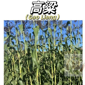 嘉儀現貨（高粱種子）粘糯高粱種子紅高梁種籽抗旱耐撈矮生高產春播高粱種子高粱種籽多年生牧草種子飼用大力士甜高粱種子