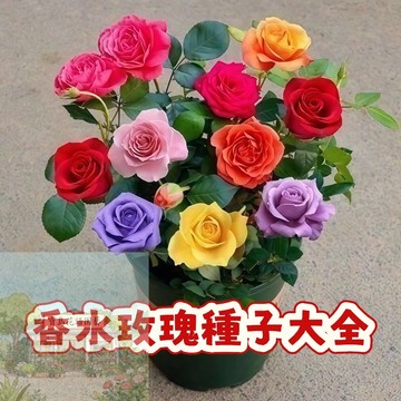 🌹（香水玫瑰花種子大全） 當季新籽 發芽率高 花香濃郁 南北方耐寒熱 陽台庭院盆栽#懶人易種植易活