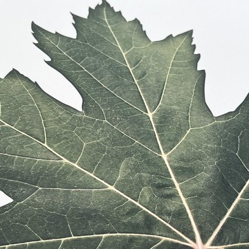 【微瑕特惠】【福利品】秋高氣爽－秋楓 - 臥室掛畫/簡約風佈置