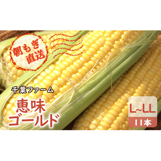 2024年8月下旬から出荷 北海道 豊浦 千葉ファーム 朝もぎ とうもろこし 恵味ゴールド 11本 L～LLサイズ