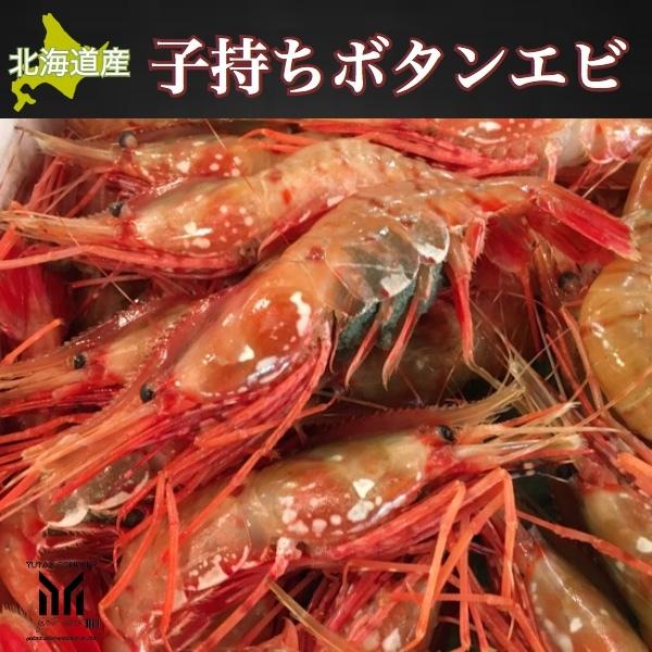 子持ちボタンエビ 北海道産 500g 牡丹海老