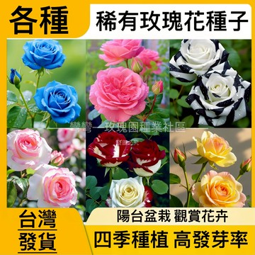 ✨蝦皮熱銷✨玫瑰花種子（250粒）七彩玫瑰 稀有品種 玫瑰種子 超低價 室內外盆栽綠植 超美 超優 【超高發芽率】