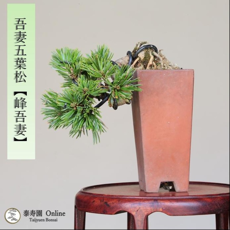 盆栽 吾妻五葉松 八房品種【峰吾妻】 【泰寿園 Online】 | LINE ...