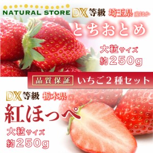 [予約 2024年2月11日-2月14日の納品] バレンタイン とちおとめ × 紅ほっぺ 約250g× DX 大粒 いちご ギフト バレンタイン 食べ比べ