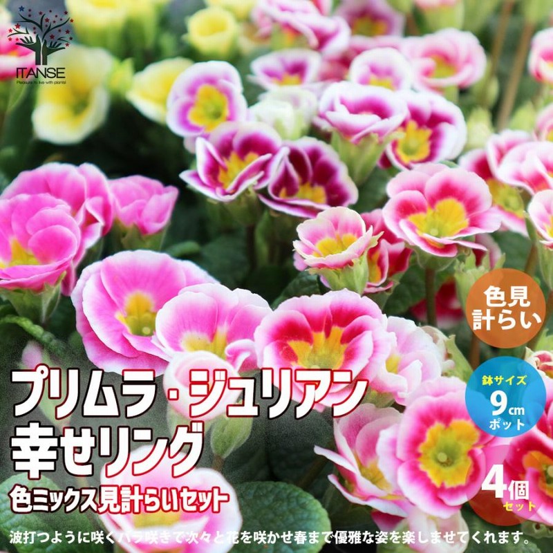ITANSE プリムラ ・ジュリアン 幸せリング 花苗 色MIX 9cmポット ITANSE プリムラ ・ジュリアン 幸せリング 花苗 色MIX 9cmポット