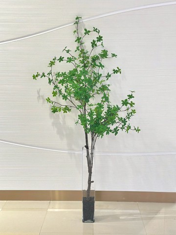 日本吊鐘樹波蘭玻璃植栽 免運專人配送限雙北市 其餘地區需補運費