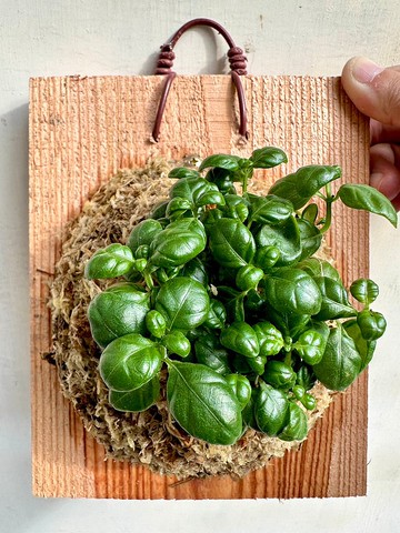 【彈簧草】植物上板 辦公室植物 生日禮物 觀葉植物 室內植物