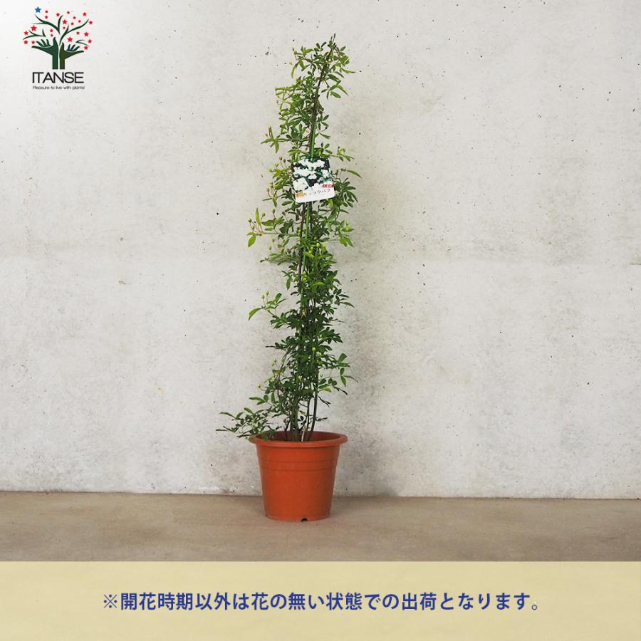 モッコウバラ 八重咲き 白花の苗 花苗 6号鉢 売り 花の苗 フラワーガーデン 寄せ植え