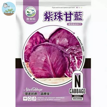 【原廠包裝】紫甘藍種子（Purple Cabbage）300粒裝 紫色高麗菜 羽衣甘藍親戚 沙拉生食專用 營養價值高