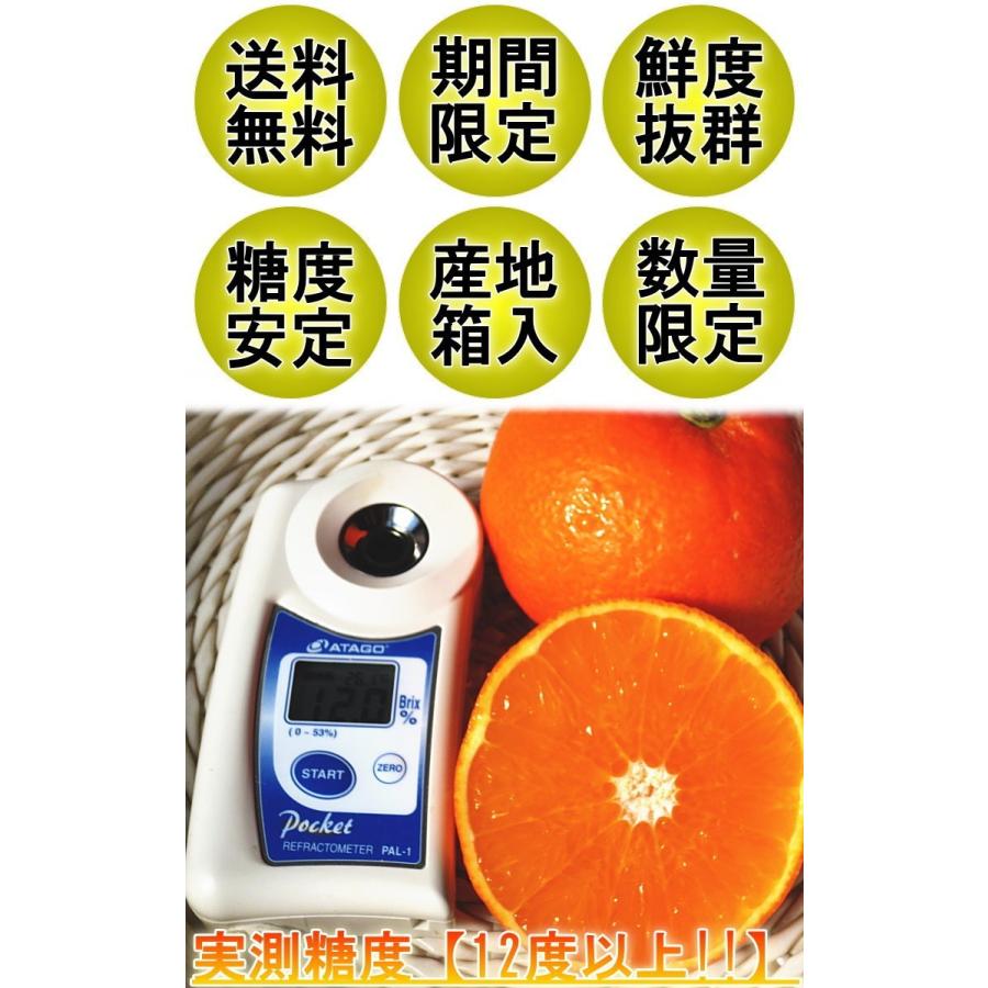 産地直送 天草オレンジ みかん あまくさ 5kg 愛媛県産 贈答規格 果汁豊富でとろける食感！濃厚な甘さの新鮮なギフトフルーツ