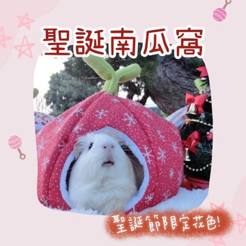 噗啾草坊🐹 限定聖誕南瓜窩🎃 寵物窩 南瓜窩現貨供應 天竺鼠 兔子 蜜袋鼯 刺蝟 等小寵物適用