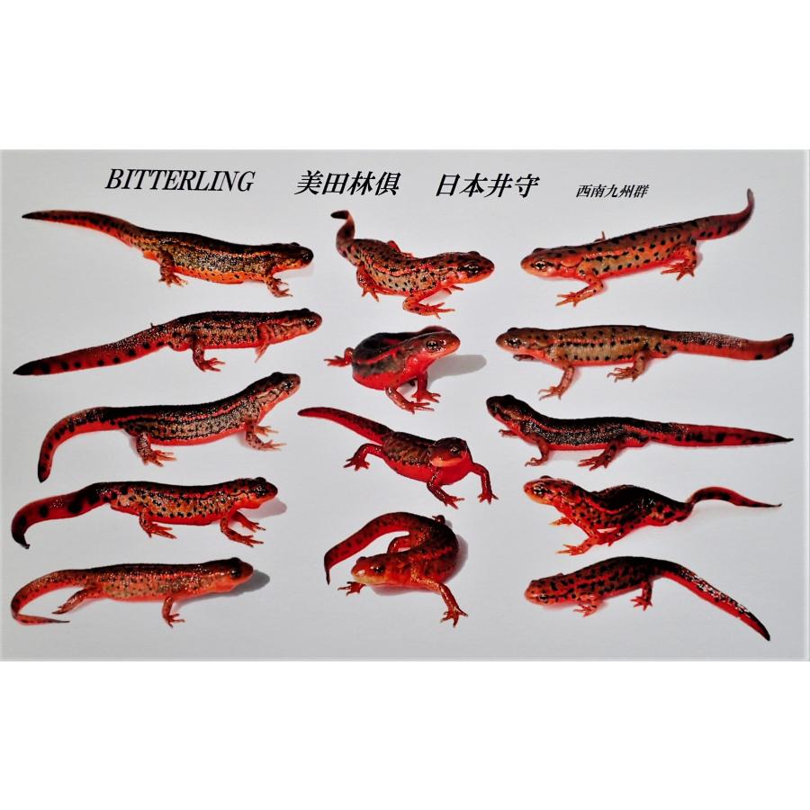 アカハライモリ 美個体 おまけ付き