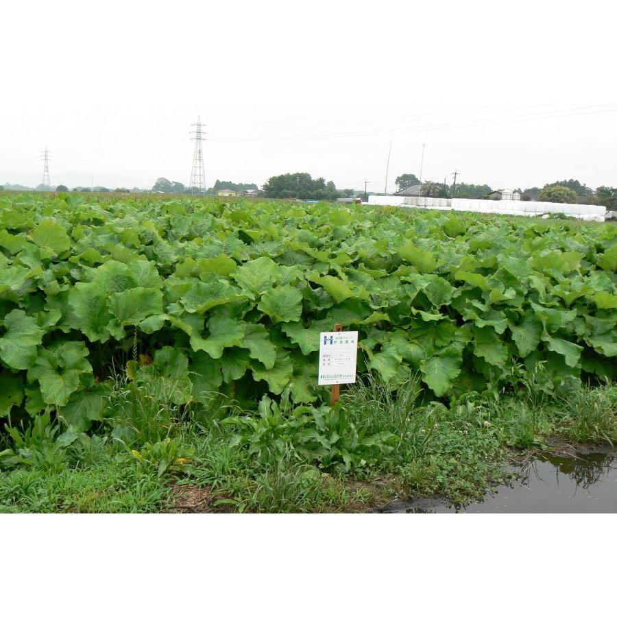 吉良食品 乾燥野菜 九州産れんこん 30g×5袋