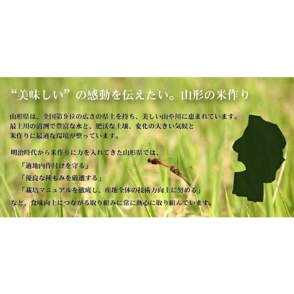 ポイント5倍 新米 無洗米 山形県産雪若丸 2合(300g)×3袋 メール便送料込み 令和5年産 米  お試し（SL）