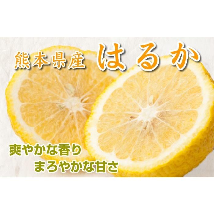 みかん はるか 送料無料 熊本県産 5kg ミカン 蜜柑