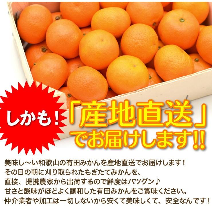 訳あり みかん 小粒 有田 こつぶみかん 蜜柑 ミカン 2.5kg  和歌山 産地直送 箱買い 自宅用 糖度　2.5キロ 和歌山県　小さめ 小さい 安い