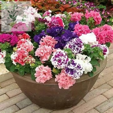 青禾園藝（牽牛花種子）最新進日系朝顏種子 最全日系牽牛花品種 喇叭花種子重辦牽牛花種籽 四季陽台庭院盆栽觀賞種子