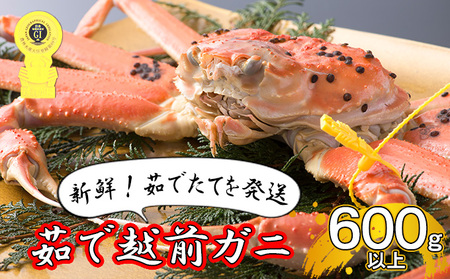 茹で越前ガニ食通もうなる本場の味をぜひ、ご堪能ください。約600g以上×1杯 越前がに 越前かに 越前カニ ずわいがに ズワイガニ 蟹 かに カニ ボイルガニ