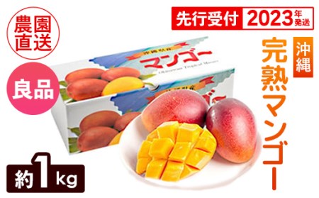 ヤマト農園　完熟マンゴー約1kg（良品）