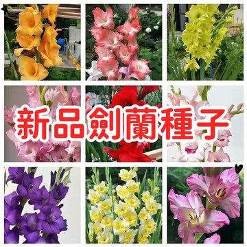 【新品劍蘭種子】唐菖蒲  開花種子 盆栽種子 花園種子 陽台種子 庭院種子 易種植 好養護 多年生花卉種子