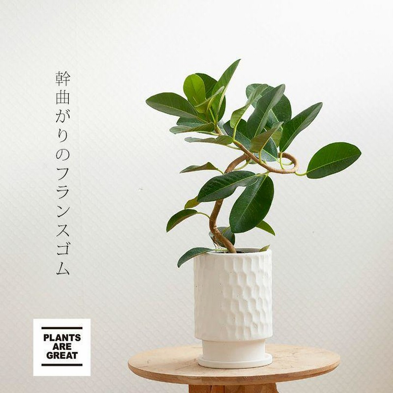 フランスゴム・ゴムの木・おしゃれ・観葉植物・フランスゴムを フランスゴム・ゴムの木・おしゃれ・観葉植物・フランスゴムを