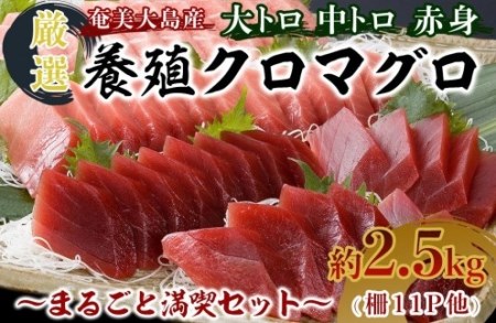 奄美大島産養殖クロマグロまるごと満喫セット(柵11P他)