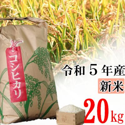 ふるさと納税 室戸市 室戸産新米コシヒカリ　20kg