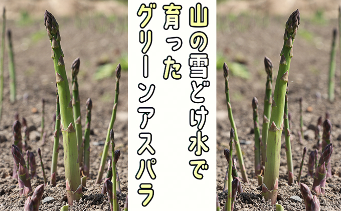 アスパラ 北海道 朝もぎ 春グリーンアスパラ 約1kg［ほりぐち農園］ ※2024年4月中旬出荷開始先行予約