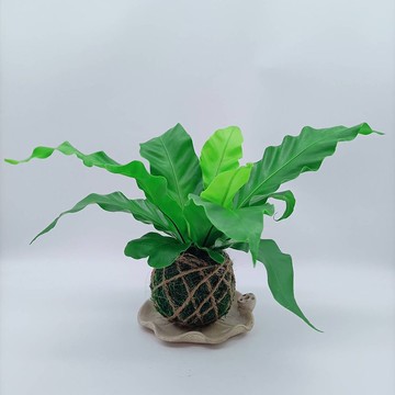 苔球植物  山蘇  室內植物  懶人盆栽  蕨類