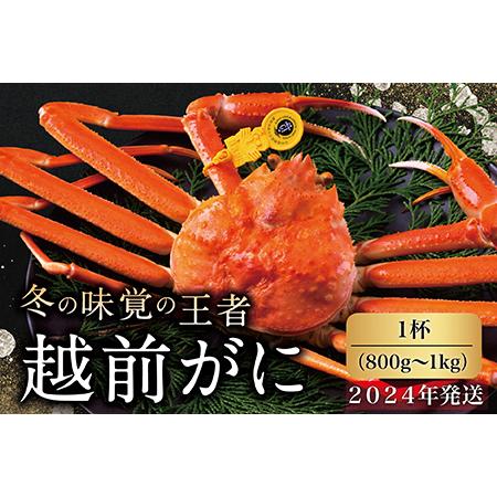 ふるさと納税 越前がに（オス）「ずわいがに」 大サイズ（800g-1kg） 1杯 福井県越前市