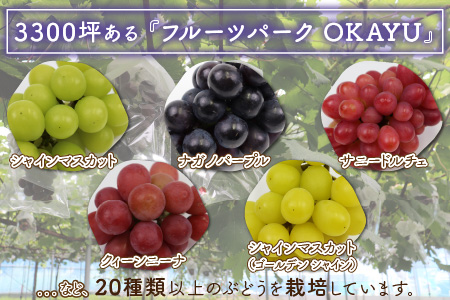 ＜全3回定期便＞特選 ぶどうセットL（8月・9月・10月）1.7kg以上（各月3～4房）／ 葡萄 ナガノパープル シャインマスカット ゴールデン シャイン 品種 おまかせ あわら 農家おすすめ ※2024年8月より順次発送