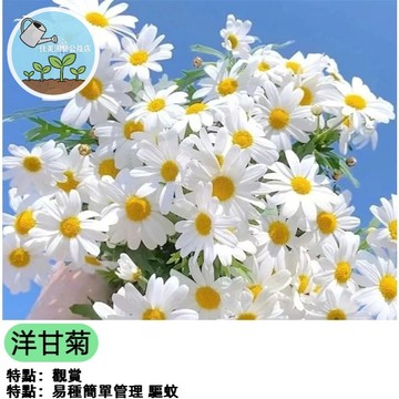 小雛菊種子 瑪格麗特 木春菊 法蘭西菊 多年生開花植物 陽台盆栽 庭院花壇 易種好養 清新小白花 四季可播 開花不斷