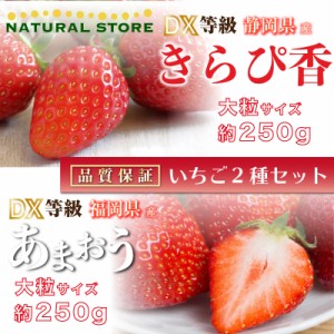 [予約 2024年1月5日-1月30日の納品] きらぴ香 × あまおう 約250g× 2パック DX 大粒サイズ いちご 甘い 苺 ギフト ご贈答 食べ比べ