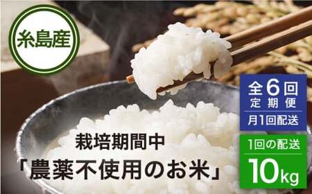 栽培期間中 農薬不使用のお米 ヒノヒカリ 10kg 糸島市 シーブ 米 定期便[AHC045]